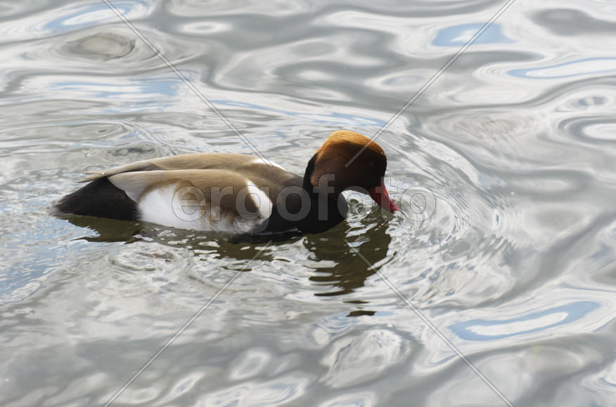 Duck. Various color of plumage. Birds medium and small size with a relatively short neck