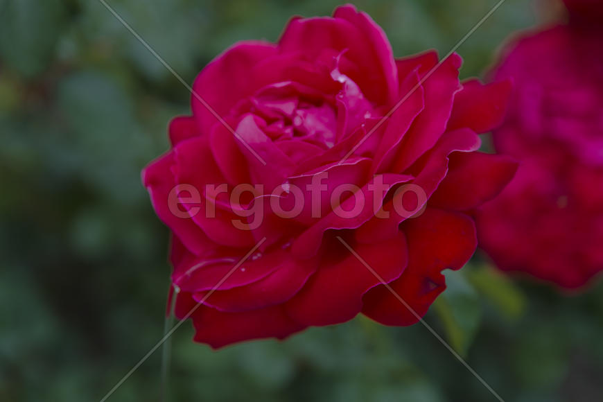 Roses in the yard on the lawn near a private house