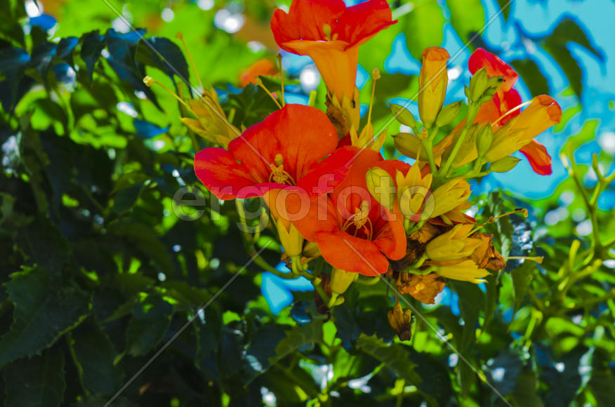 Flowers near the house. Admire the rising sun, blossoming flower, or the smell of the night violets