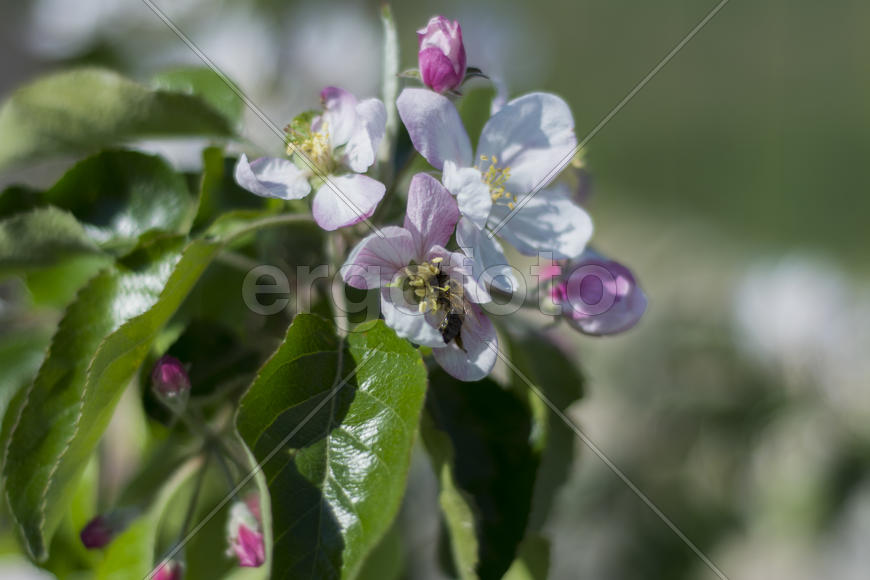 Bee pollinating flowers of apple trees in the home garden