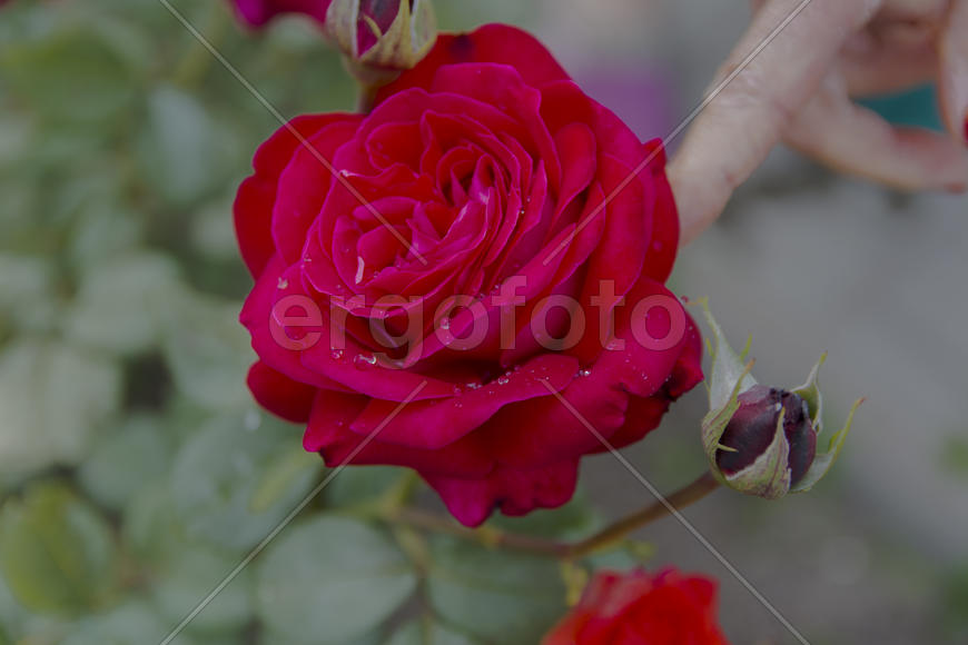 Roses in the yard on the lawn near a private house