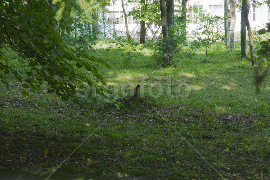 Squirrel on the nature of the sanatorium in the city of Lviv