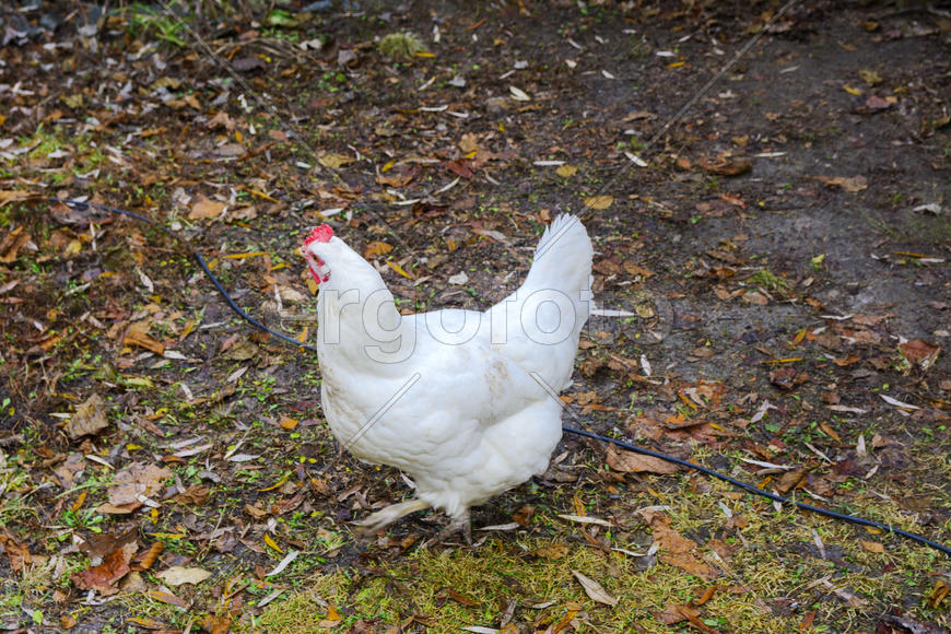 Куры пасутся на территории частного сектора 