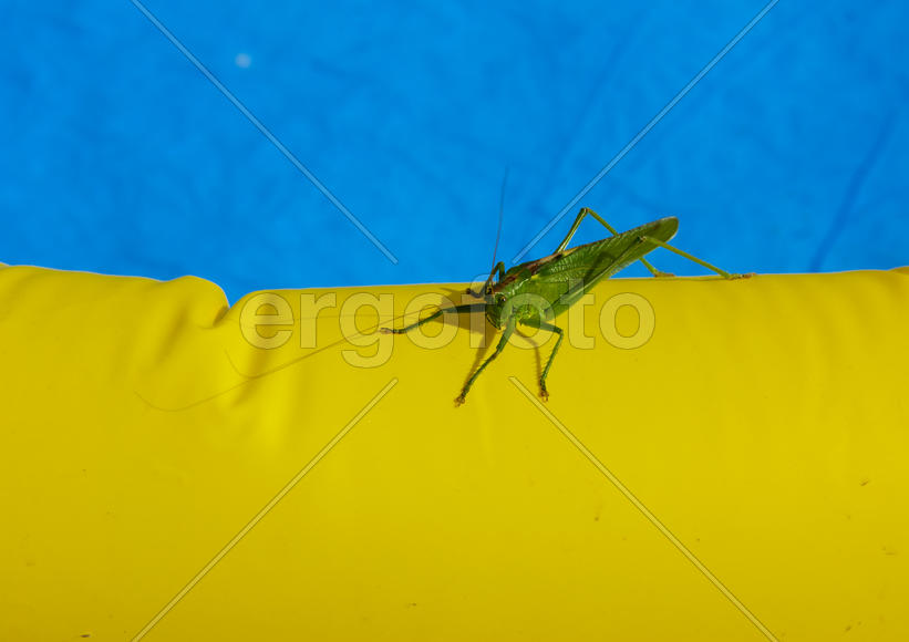 Green locust on the edge of the children's pool.