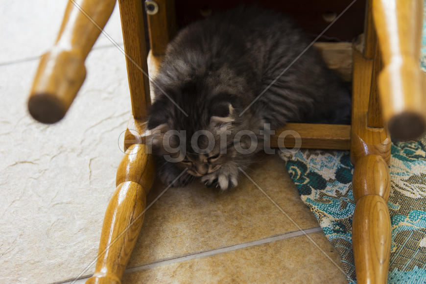 Kittens born in a private home. Beautiful color and good pedigree.