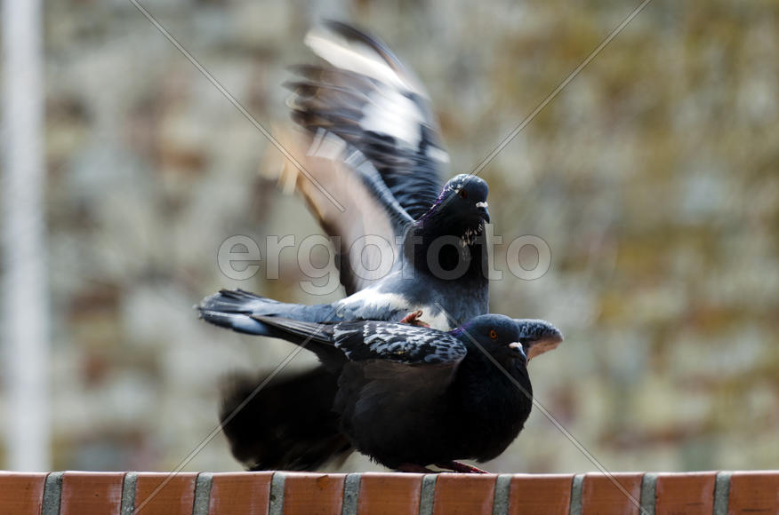 Dove - a symbol of love, friendship and peace in the world