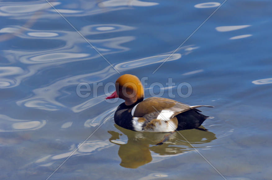 Duck. Various color of plumage. Birds medium and small size with a relatively short neck