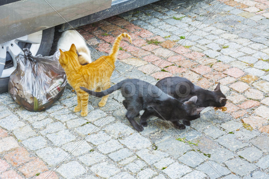 Разноцветные домашние кошки 