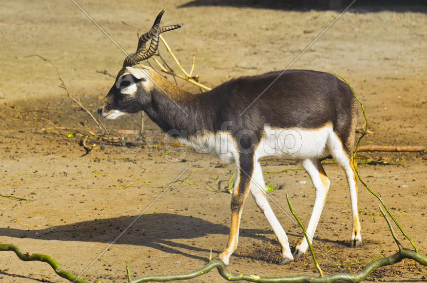 Horned antelope in a zoo. Herbivore with a beautifully curled horns. Most running speed and jumping