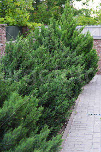 Зеленые кусты Туи 