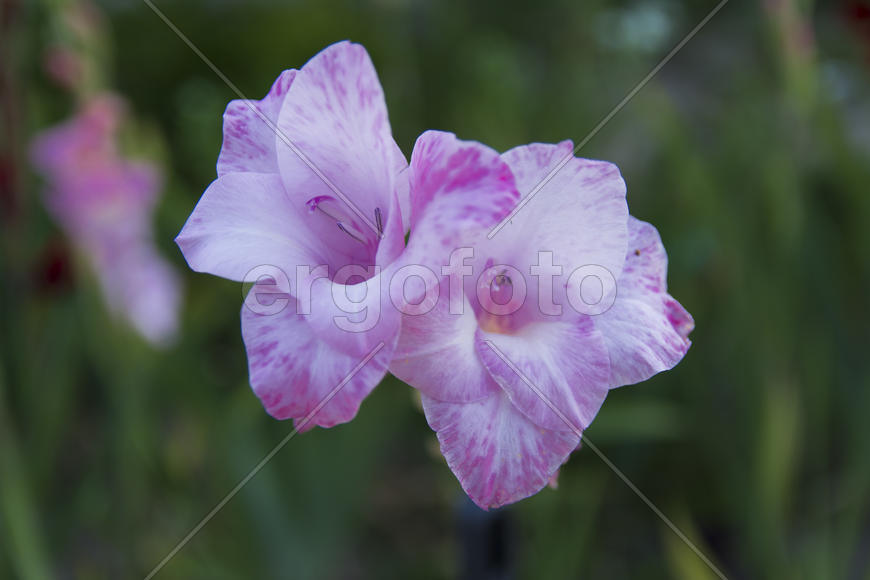 Gladiolus yard of a private house in the flowerbed