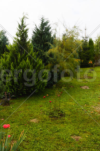 Ландшафтный дизайн частного сада. Молодые Туи в саду 