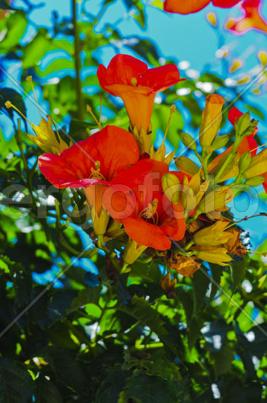 Flowers near the house. Admire the rising sun, blossoming flower, or the smell of the night violets