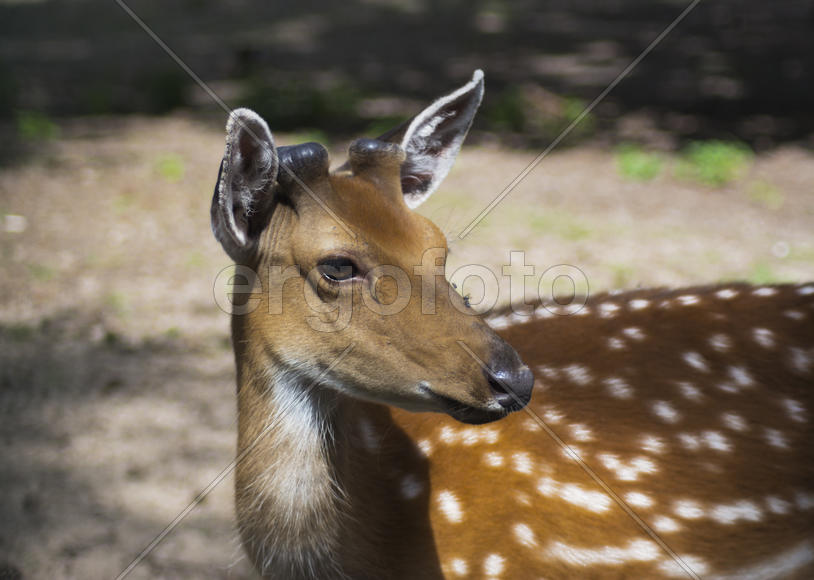 Sika deer - a mammal of the family Oleneva. Animals in the wild.