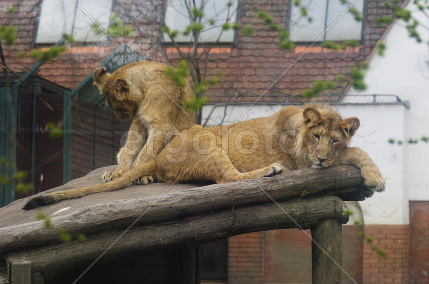 Lioness in the zoo. Felines. Dangerous, big and strong animal