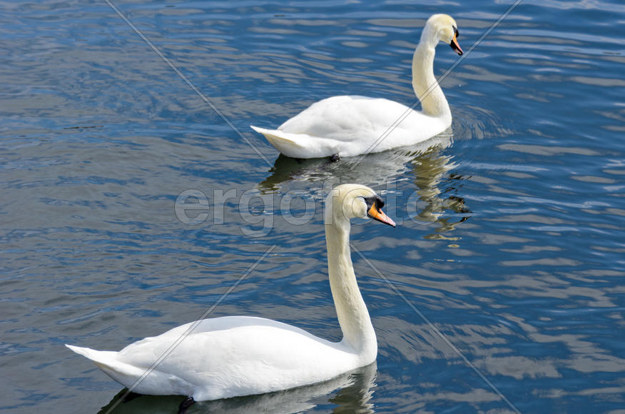 White swan on the water. Most large water bird with a long neck and a well-developed