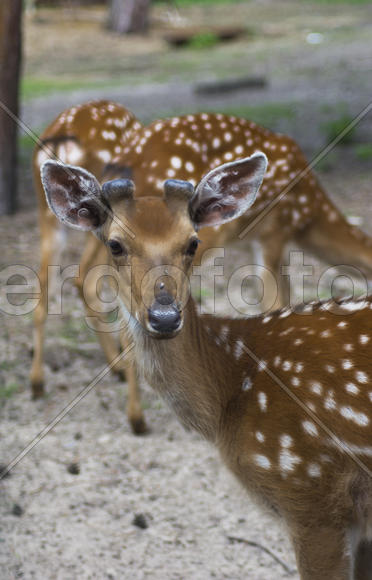 Sika deer - a mammal of the family Oleneva. Animals in the wild.