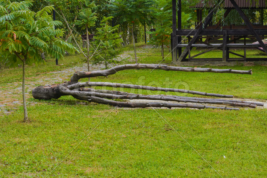 Поваленное сухое дерево на зеленом газоне 