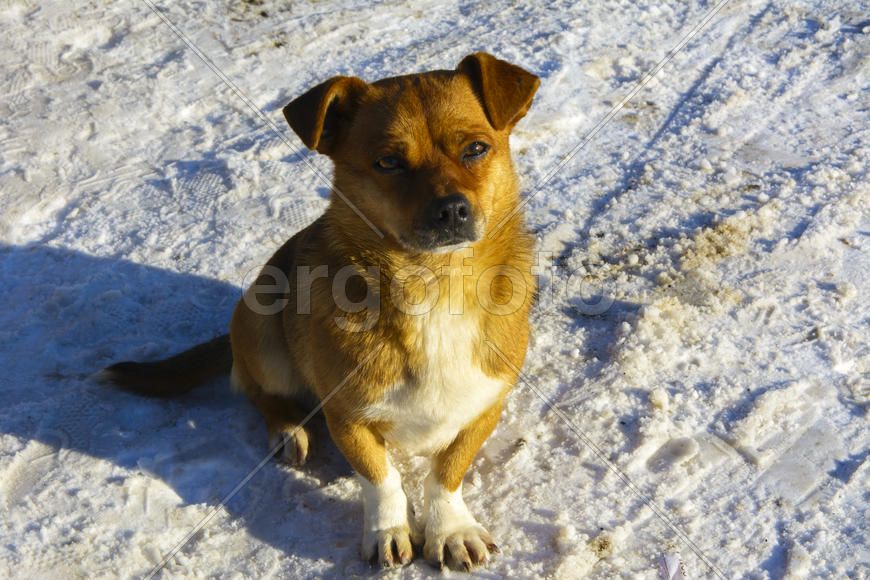 Небольшая замершая собака зимой 