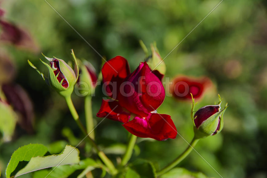 Roses in the yard on the lawn near a private house