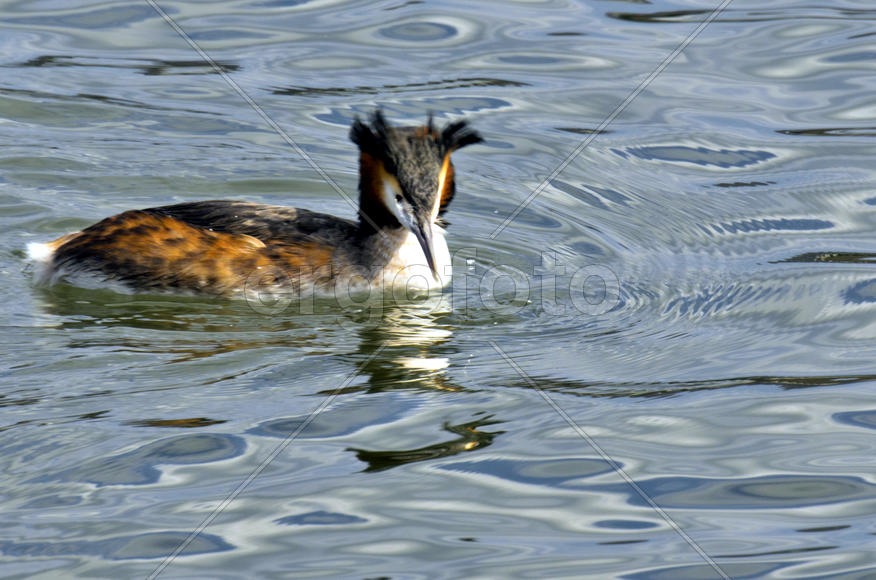Duck. Various color of plumage. Birds medium and small size with a relatively short neck
