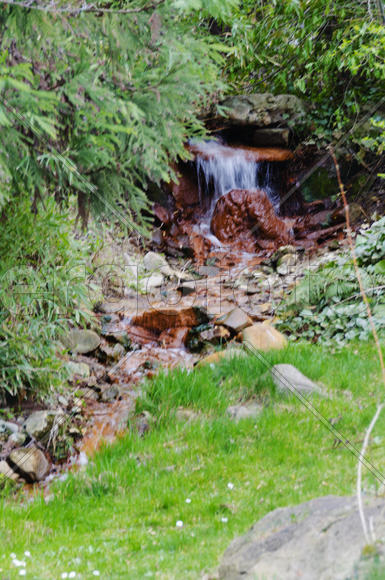 Quiet for a spring clean in the protected forest