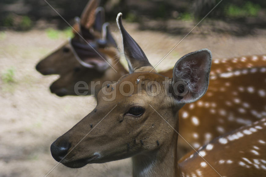 Sika deer - a mammal of the family Oleneva. Animals in the wild.