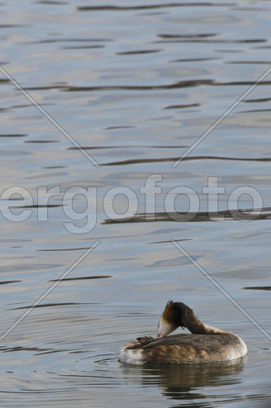 Duck. Various color of plumage. Birds medium and small size with a relatively short neck