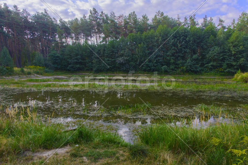 Small dry lake in the woods hot summer