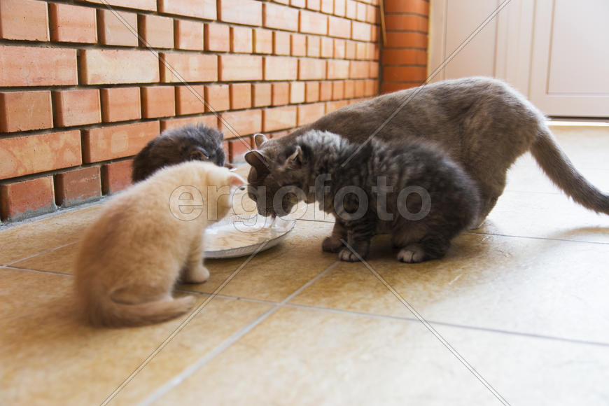 Kittens born in a private home. Beautiful color and good pedigree.