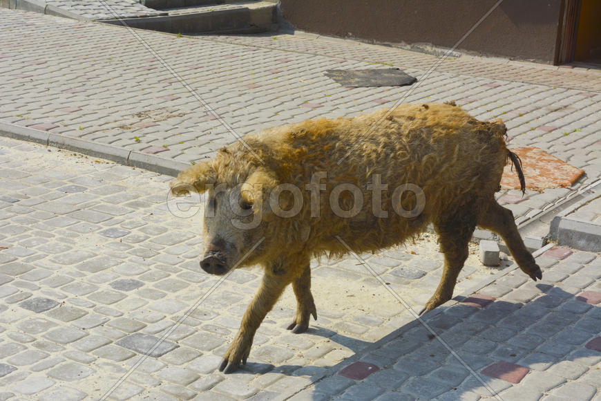 Домашняя свинья обросшая шерстью 