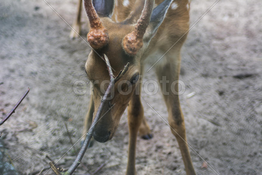 Sika deer - a mammal of the family Oleneva. Animals in the wild.