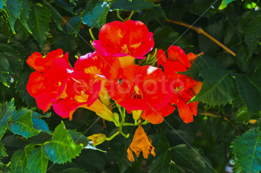 Flowers near the house. Admire the rising sun, blossoming flower, or the smell of the night violets
