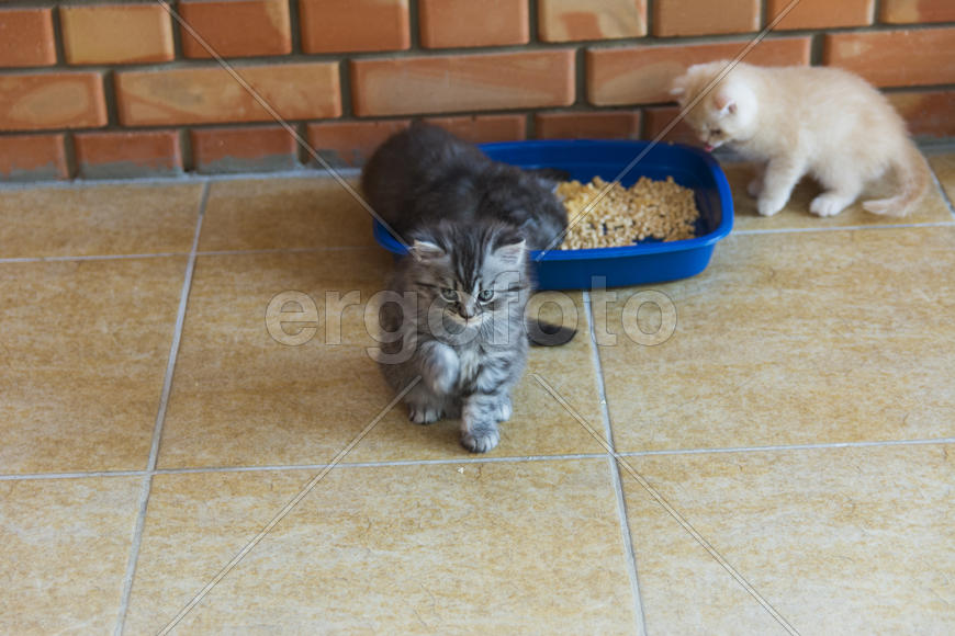 Kittens born in a private home. Beautiful color and good pedigree.
