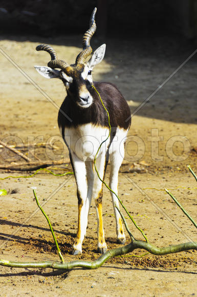 Horned antelope in a zoo. Herbivore with a beautifully curled horns. Most running speed and jumping