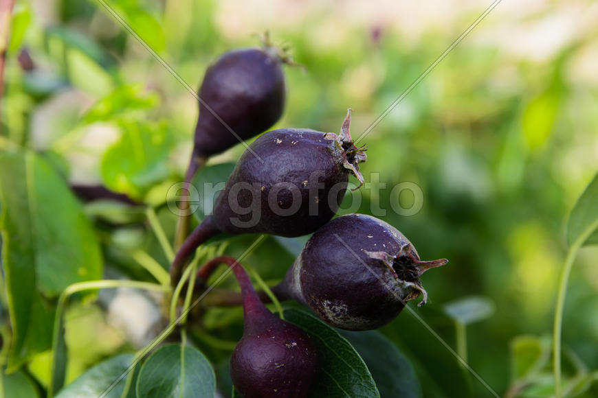 Fruit garden near private homes. pears