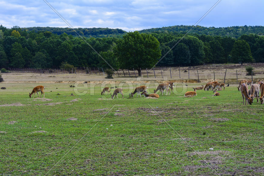 Олень - крупное животное с изящным телом