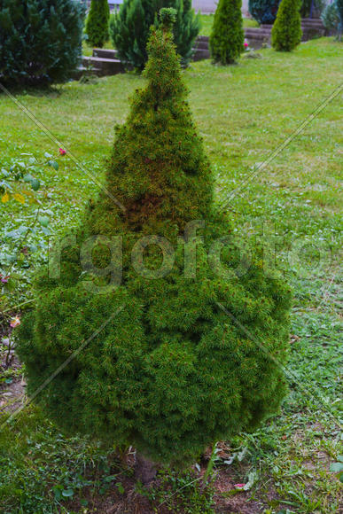 Небольшая зеленая елка в саду 