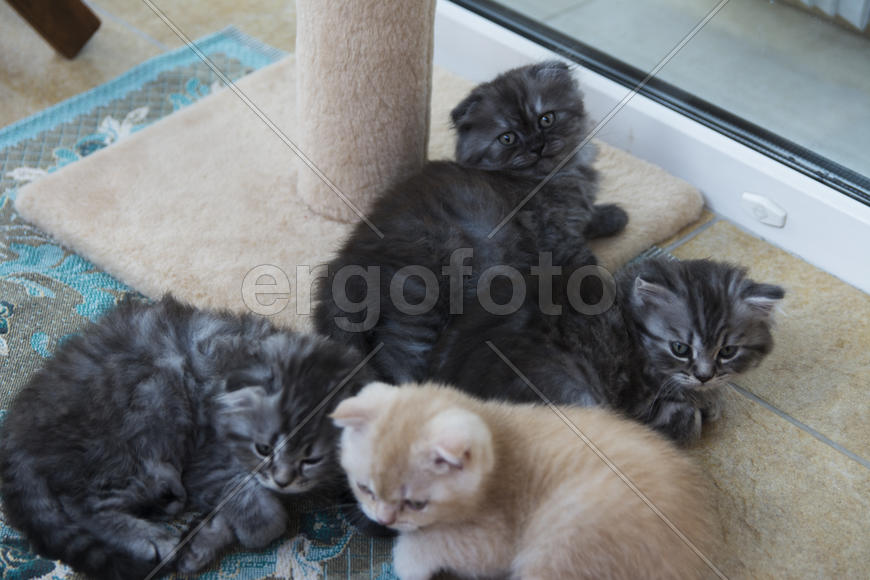 Kittens born in a private home. Beautiful color and good pedigree.