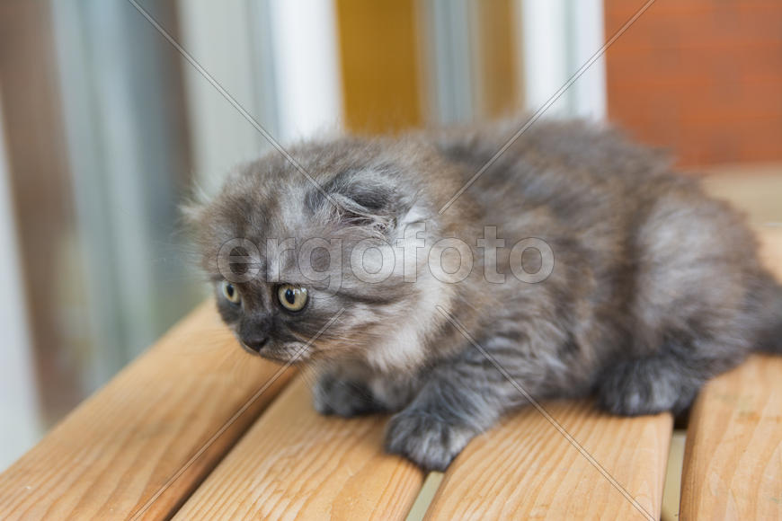 Kittens born in a private home. Beautiful color and good pedigree.