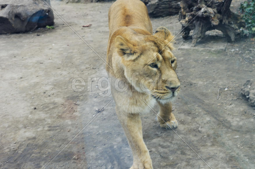 Lioness in the zoo. Felines. Dangerous, big and strong animal