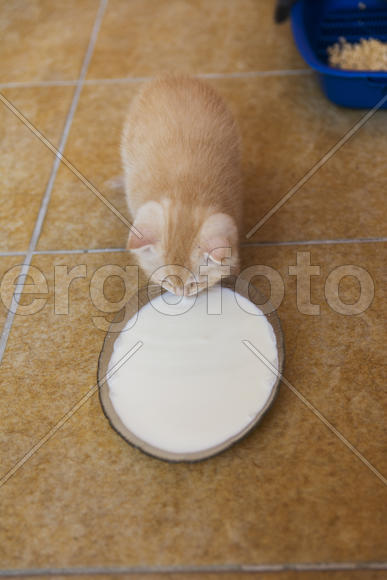 Kittens born in a private home. Beautiful color and good pedigree.