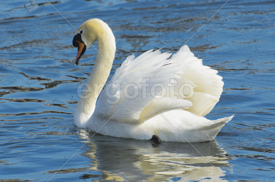 White swan on the water. Most large water bird with a long neck and a well-developed