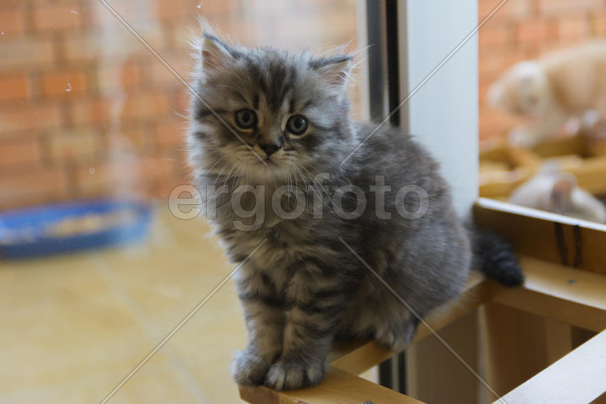 Kittens born in a private home. Beautiful color and good pedigree.