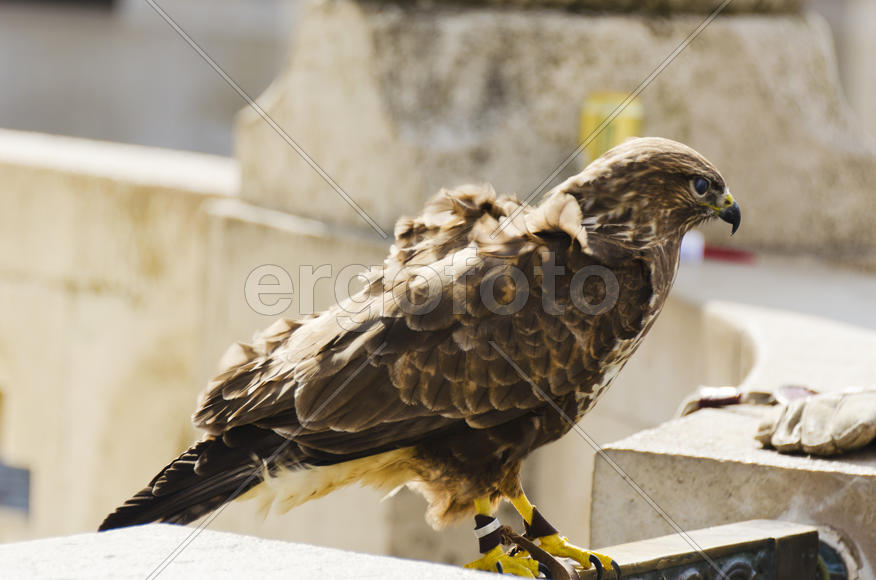 Falcon. Feathered bird of prey. Able to easily maneuver and develop extremely high speed
