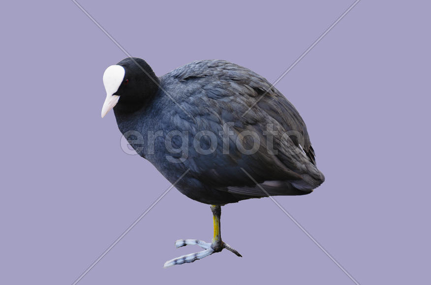 Duck. Various color of plumage. Birds medium and small size with a relatively short neck