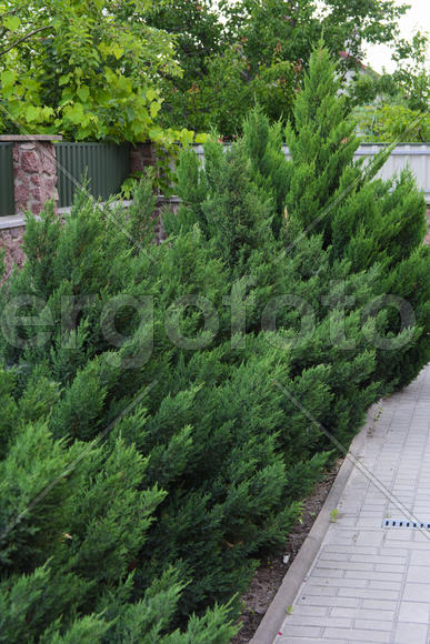 Зеленые кусты Туи 