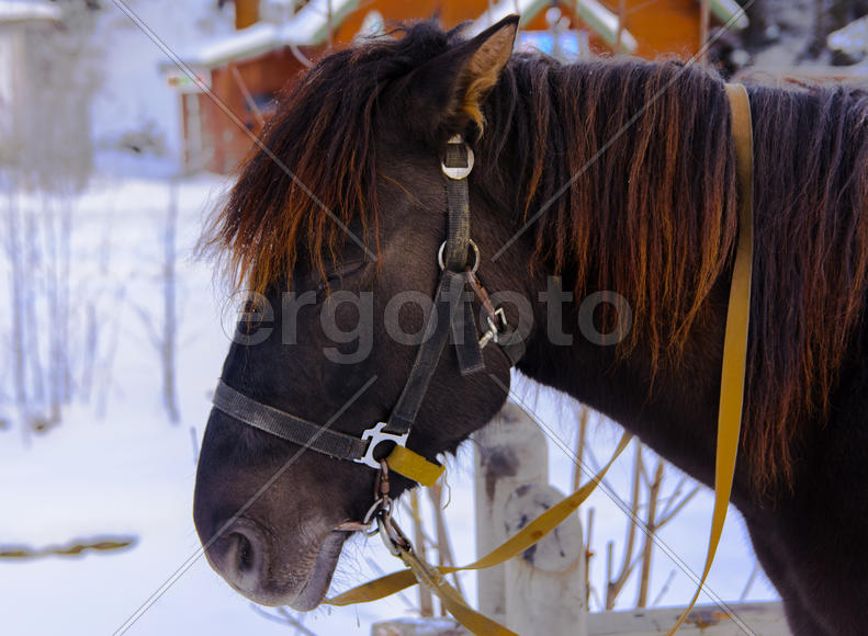 Лошадь на ярмарке в Западной Украине