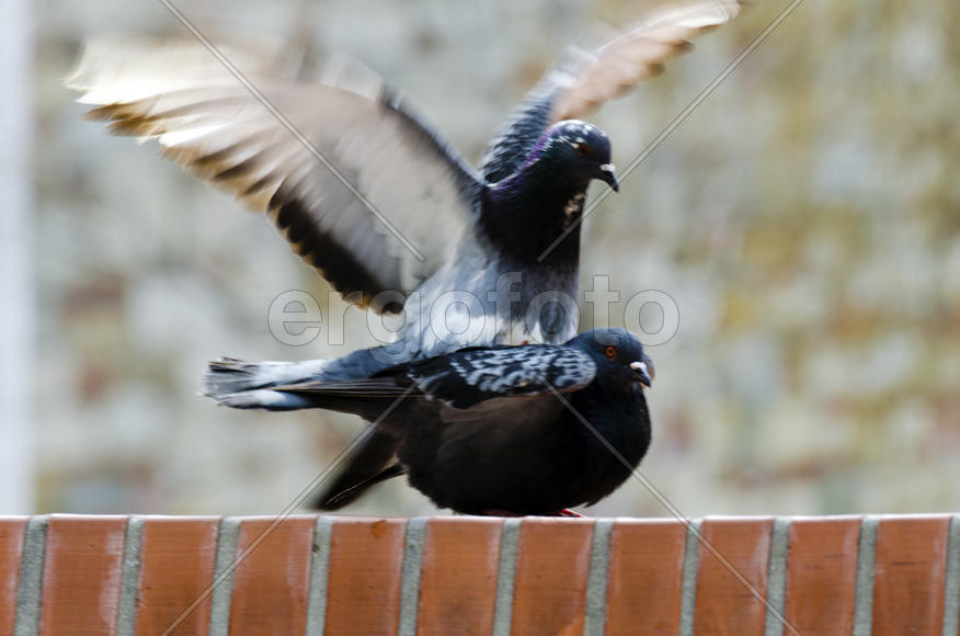 Dove - a symbol of love, friendship and peace in the world