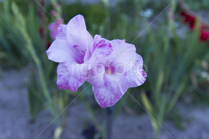 Gladiolus yard of a private house in the flowerbed